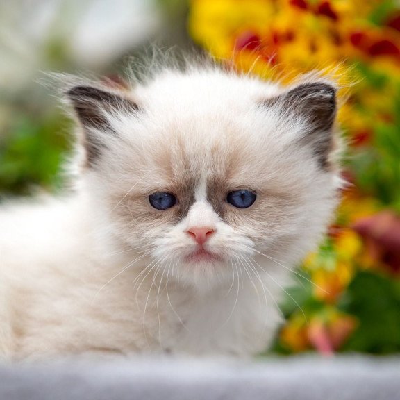 Ragdoll NOV Odry