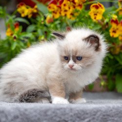 Ragdoll NOV Odry