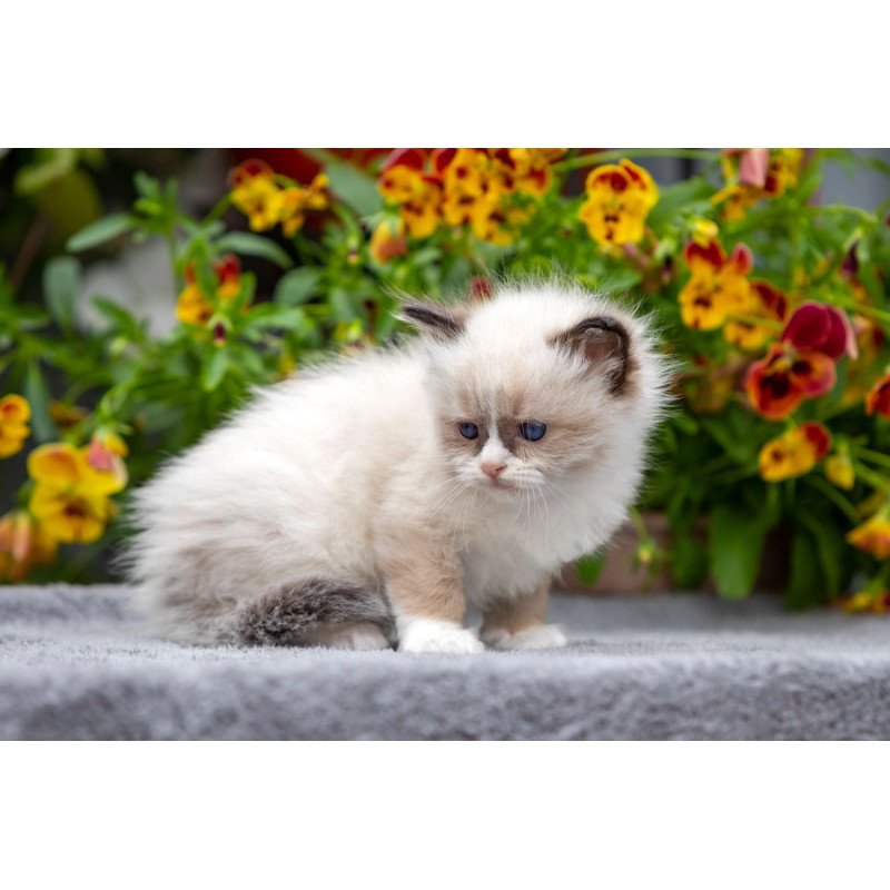 Ragdoll NOV Odry