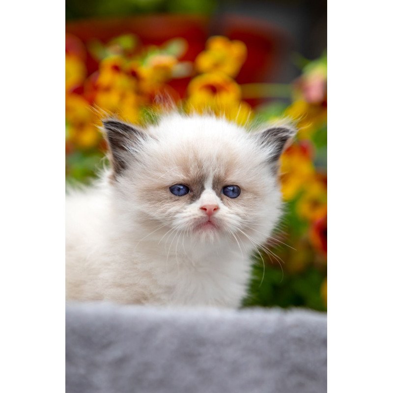 Ragdoll NOV Odry