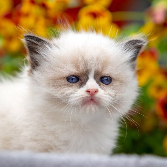 Ragdoll NOV Odry