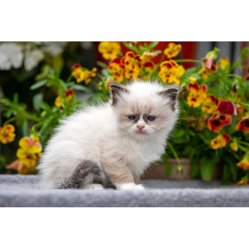 Ragdoll NOV Odry