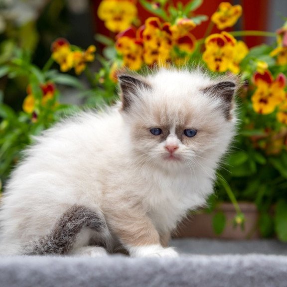 Ragdoll NOV Odry