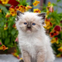 Ragdoll NOV Omut