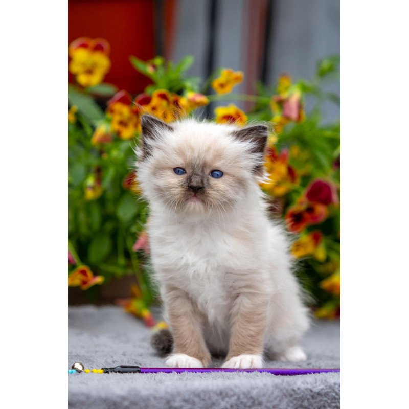 Ragdoll NOV Omut