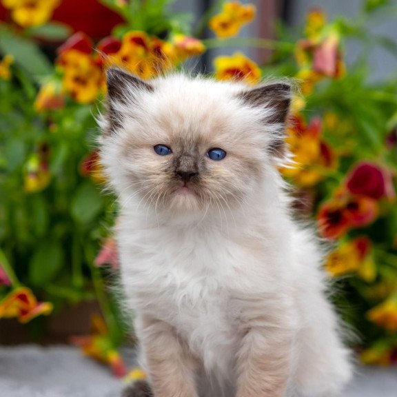Ragdoll NOV Omut