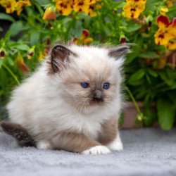 Ragdoll NOV Omut