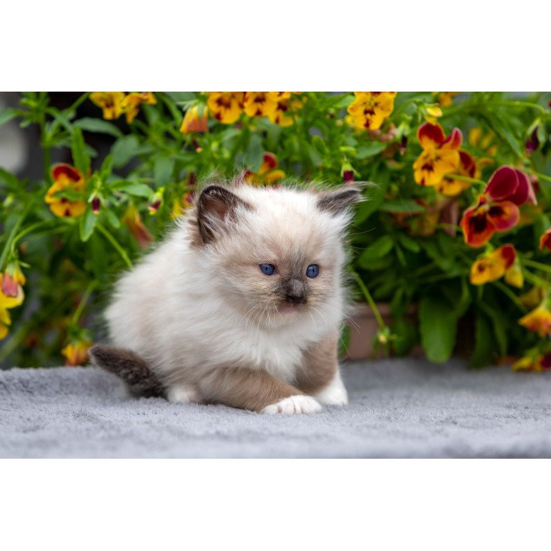 Ragdoll NOV Omut