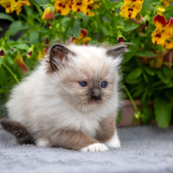 Ragdoll NOV Omut