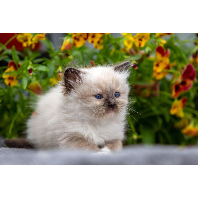 Ragdoll NOV Omut