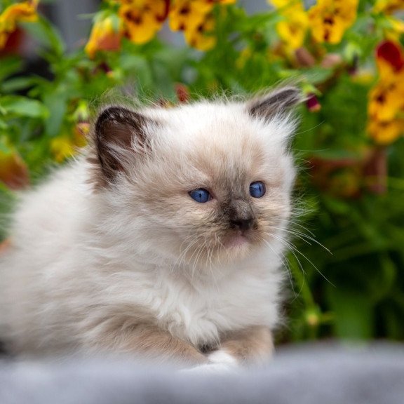Ragdoll NOV Omut