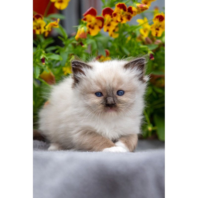 Ragdoll NOV Omut