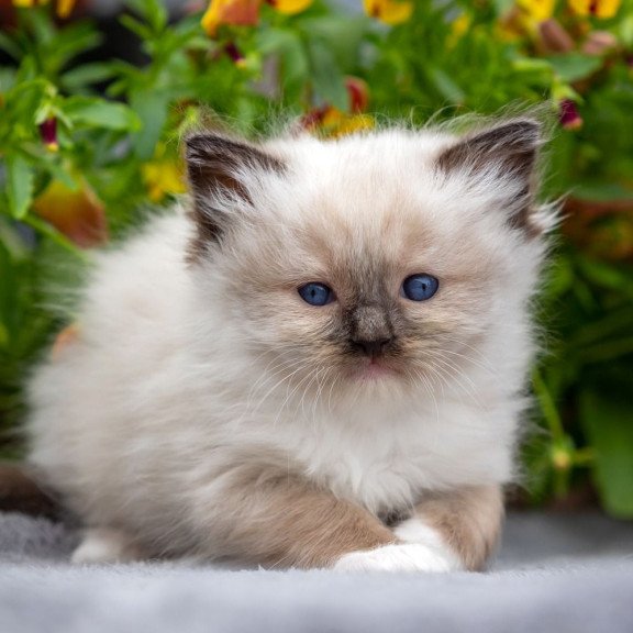 Ragdoll NOV Omut