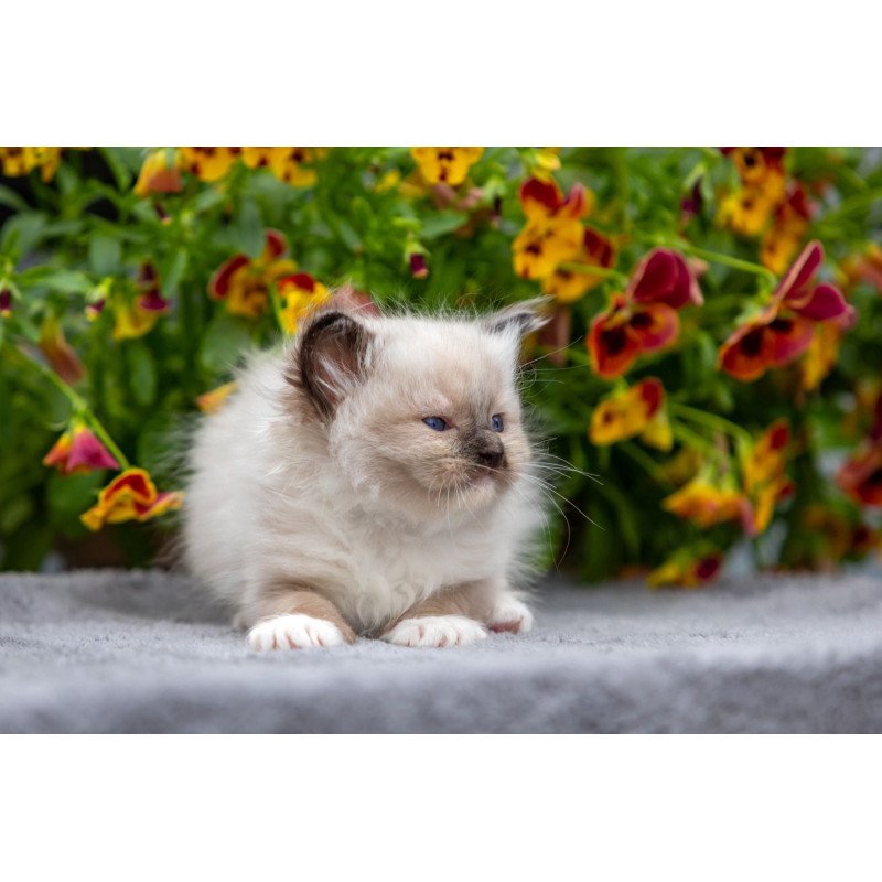 Ragdoll NOV Omut
