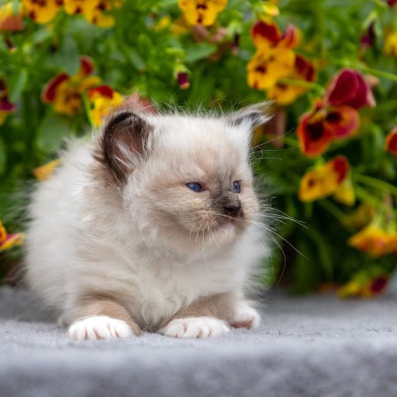 Ragdoll NOV Omut