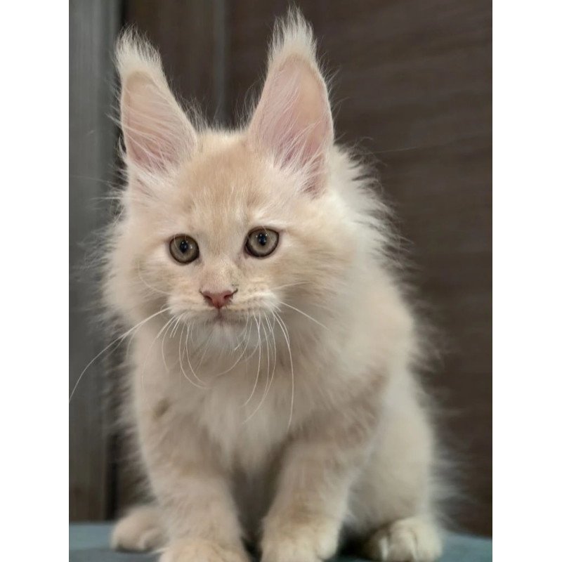 Maine Coon NOV Denni