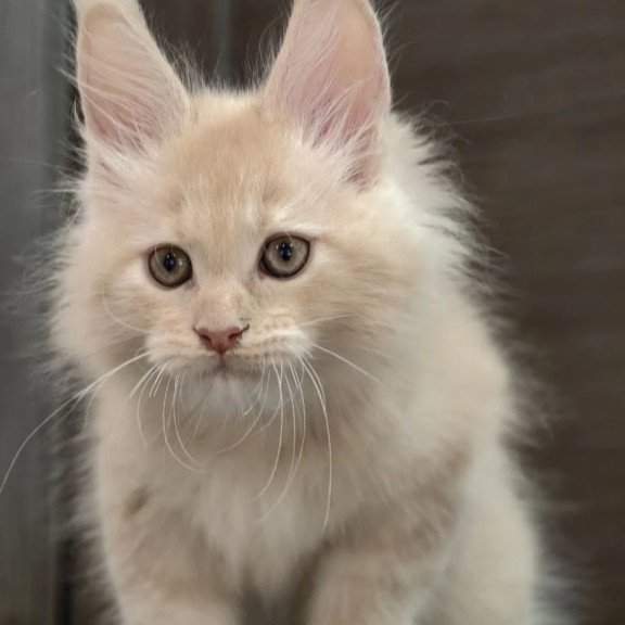 Maine Coon NOV Denni