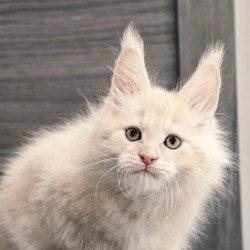 Maine Coon NOV Denni