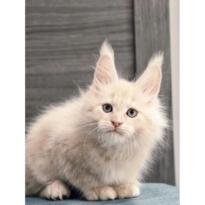 Maine Coon NOV Denni