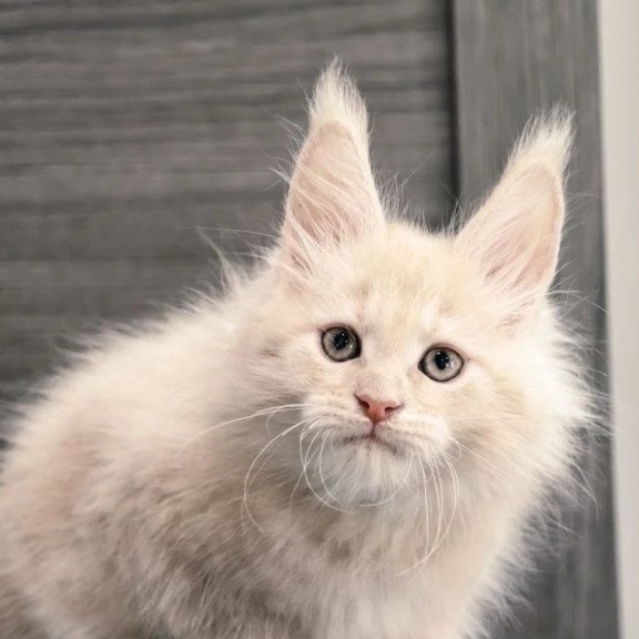 Maine Coon NOV Denni