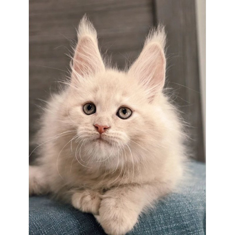 Maine Coon NOV Denni