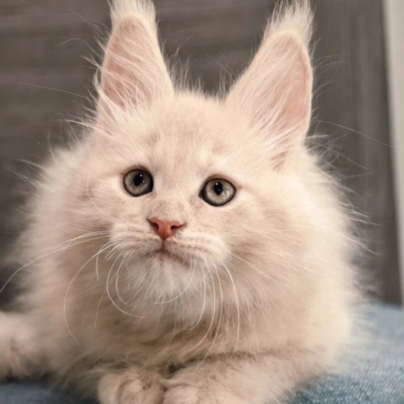 Maine Coon NOV Denni