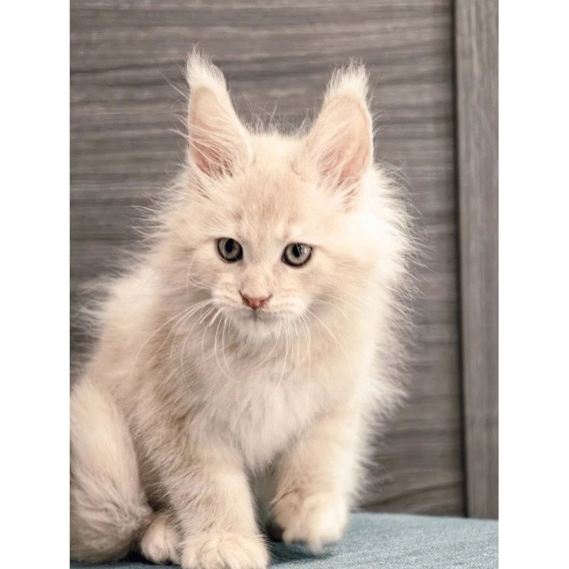 Maine Coon NOV Denni