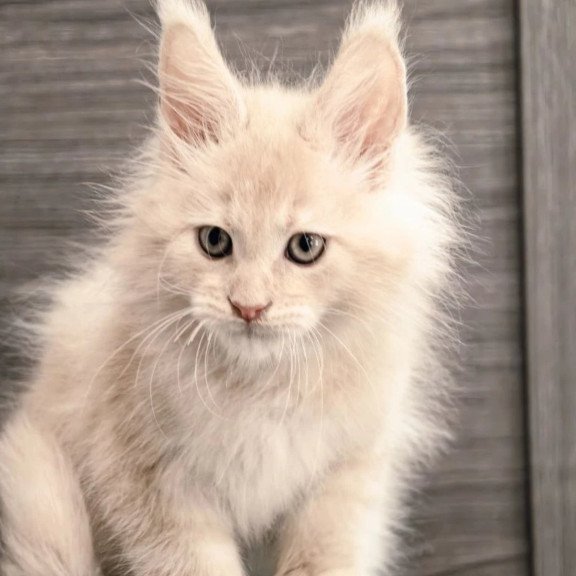 Maine Coon NOV Denni