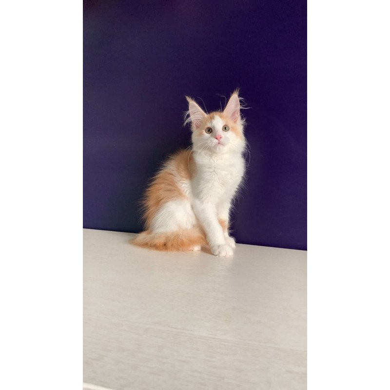 Maine Coon NOV Persia