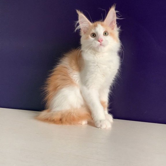 Maine Coon NOV Persia