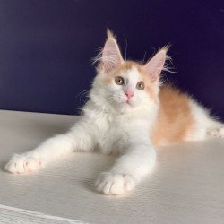 Maine Coon NOV Persia