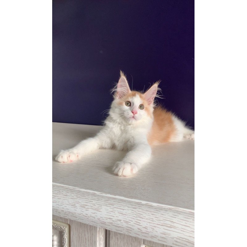 Maine Coon NOV Persia