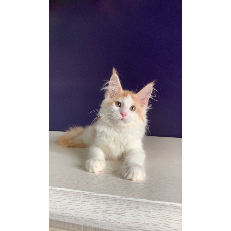 Maine Coon NOV Persia