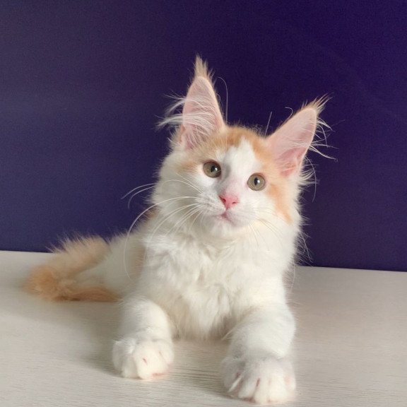 Maine Coon NOV Persia