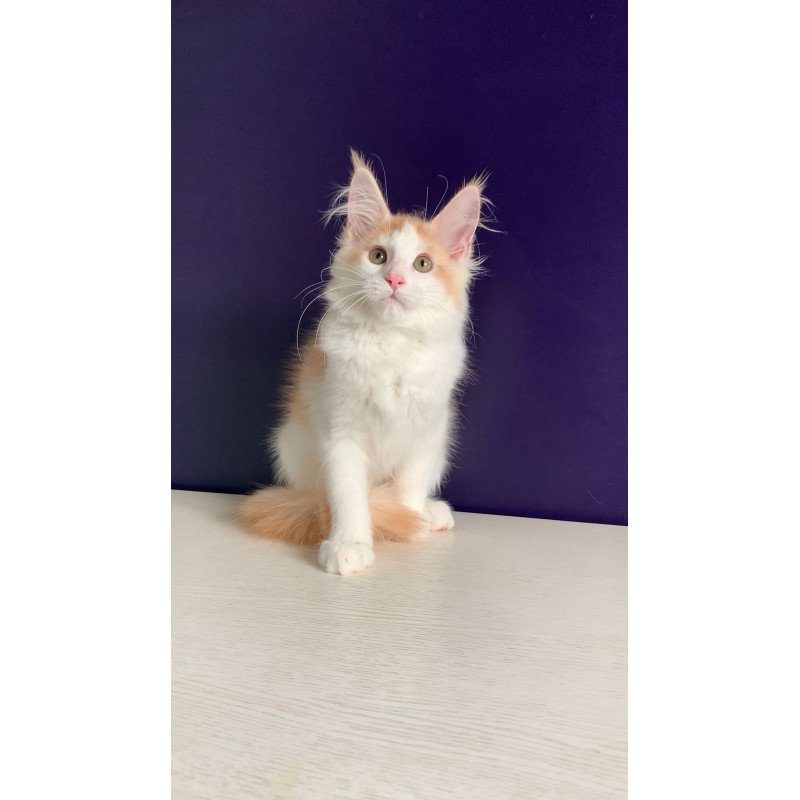Maine Coon NOV Persia