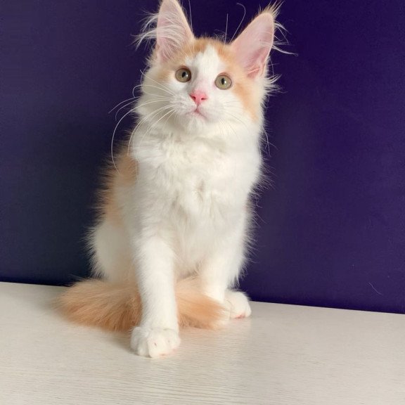 Maine Coon NOV Persia