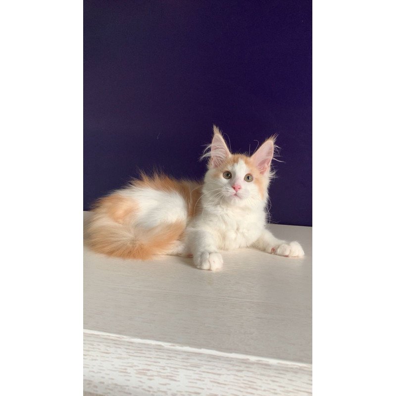 Maine Coon NOV Persia