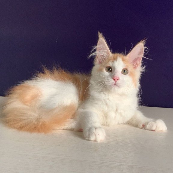 Maine Coon NOV Persia