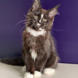 Maine Coon NOV Pamir