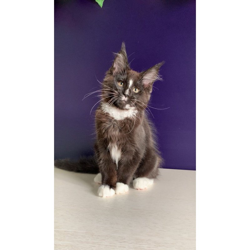 Maine Coon NOV Pamir