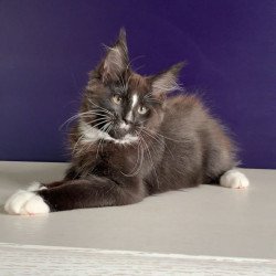 Maine Coon NOV Pamir