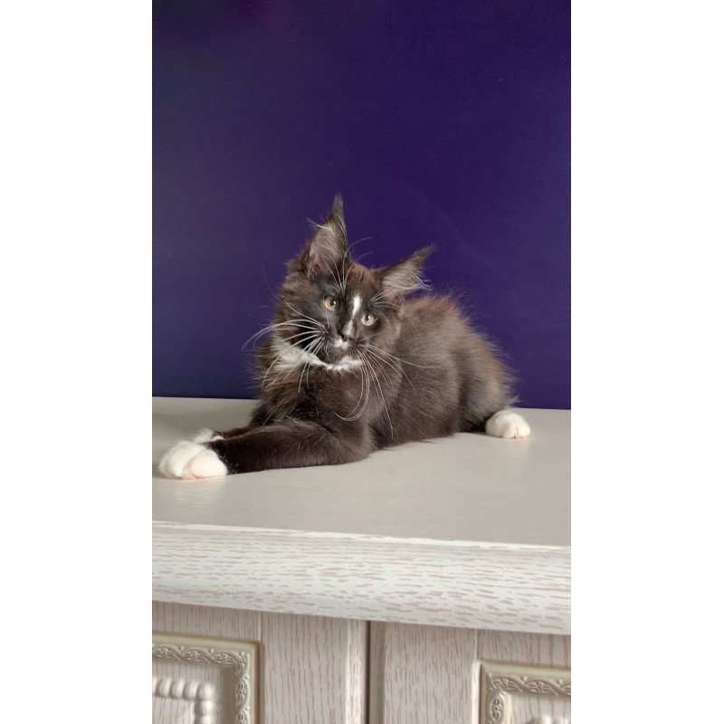 Maine Coon NOV Pamir