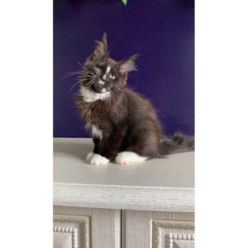 Maine Coon NOV Pamir