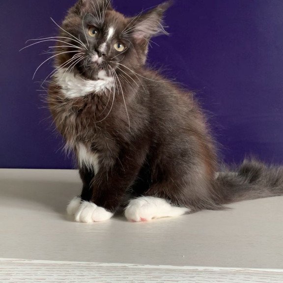 Maine Coon NOV Pamir