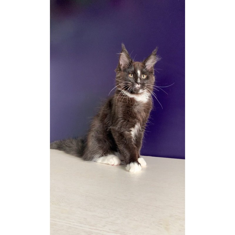 Maine Coon NOV Pamir