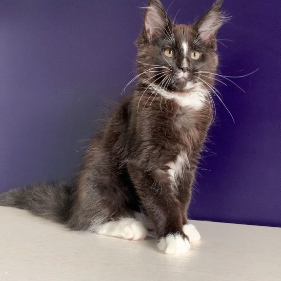 Maine Coon NOV Pamir