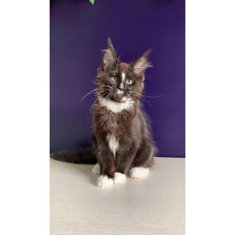 Maine Coon NOV Pamir