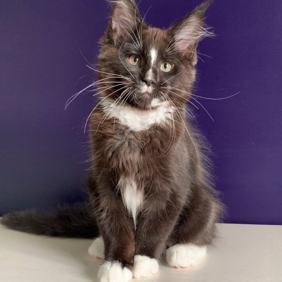 Maine Coon NOV Pamir