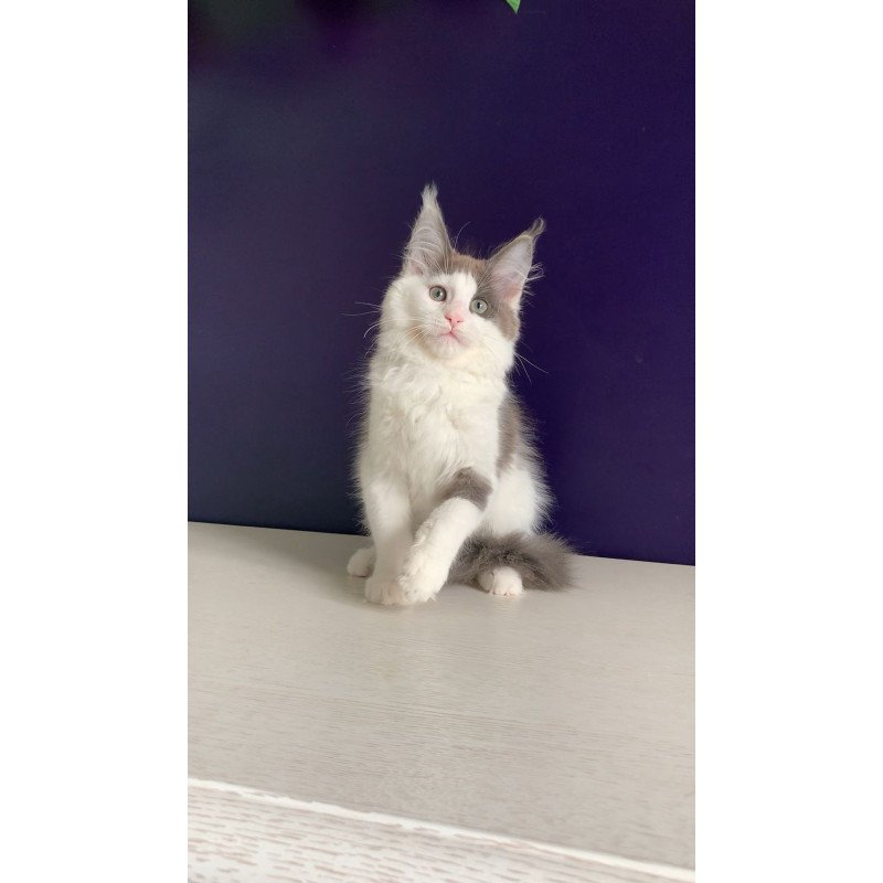 Maine Coon NOV Palermo