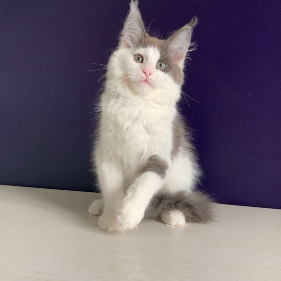 Maine Coon NOV Palermo
